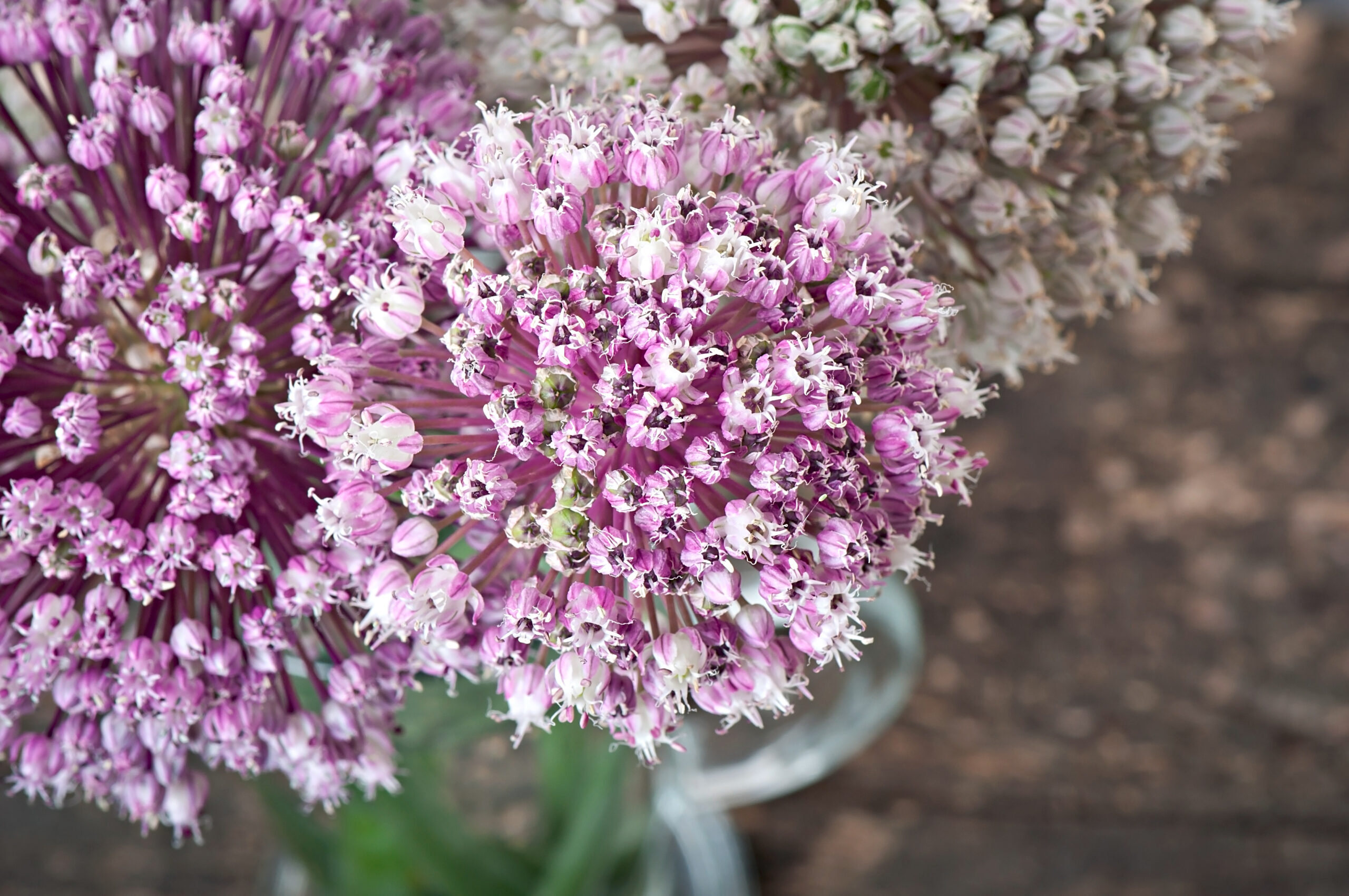 flowers onion old wooden table scaled