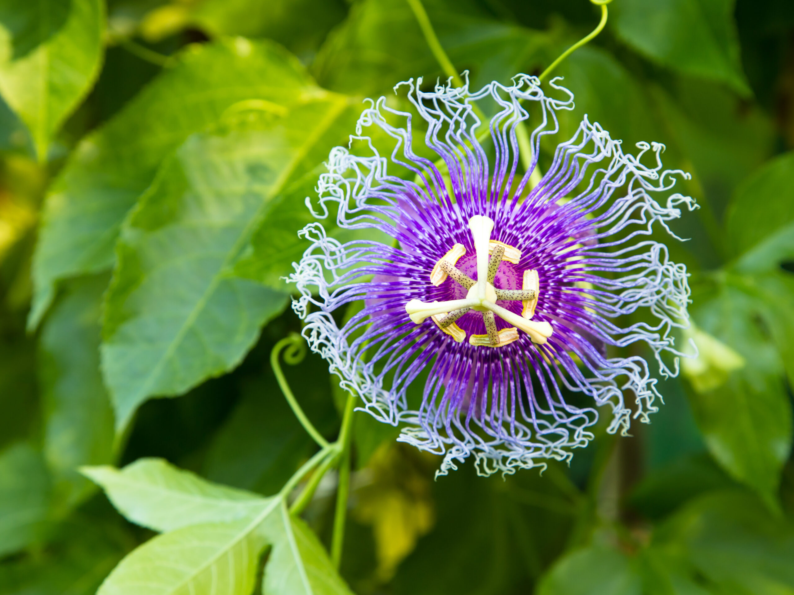 passion flowers passion vines passiflora edulis scaled